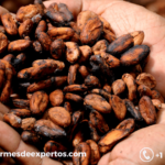 Latin America Cocoa Market