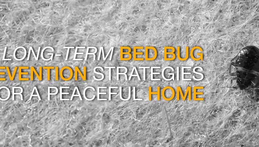 Long-Term Bed Bug Prevention Strategies for a Peaceful Home