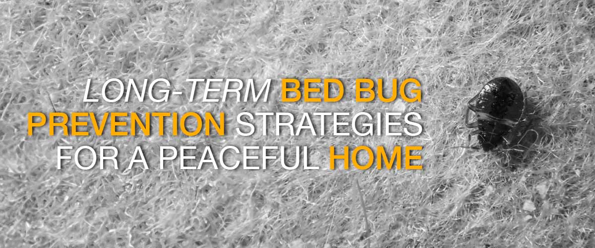 Long-Term Bed Bug Prevention Strategies for a Peaceful Home