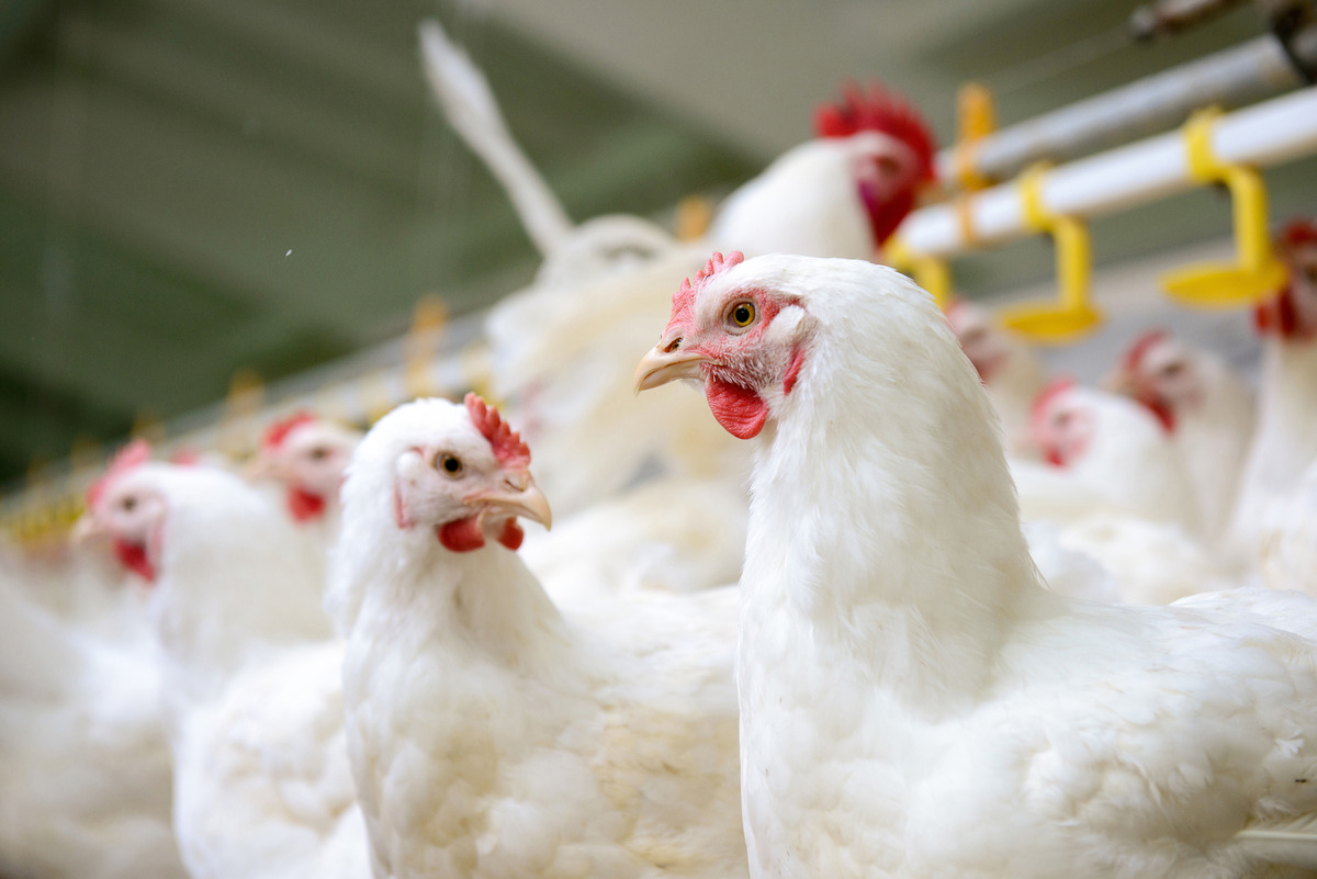 Respiratory Diseases in Poultry: Causes, Symptoms, and Control Measures