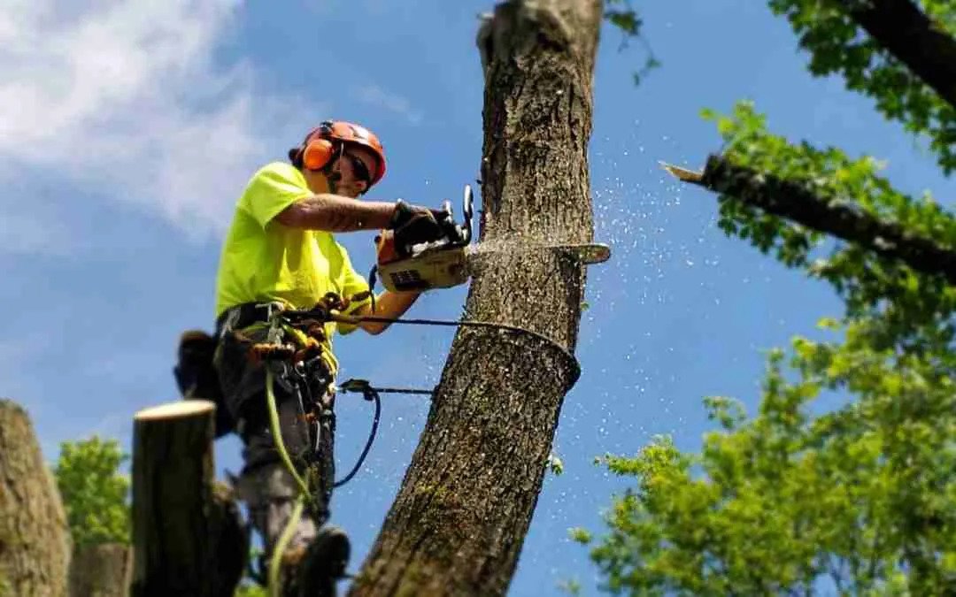 Tree Removal Van Nuys