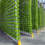 Vertical Farming Market