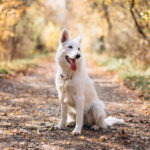 White Swiss Shepherd Dog