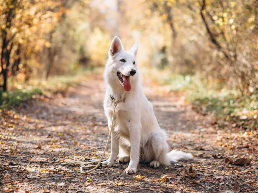 White Swiss Shepherd Dog