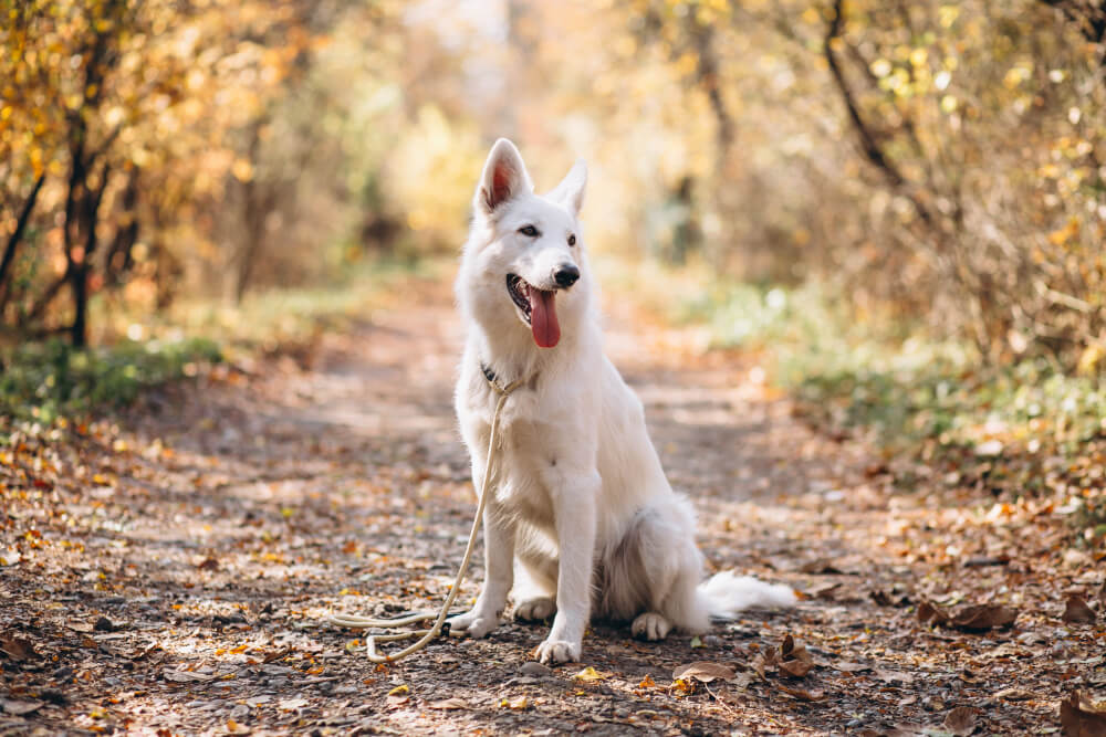 White Swiss Shepherd Dog