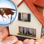 building and pest inspections