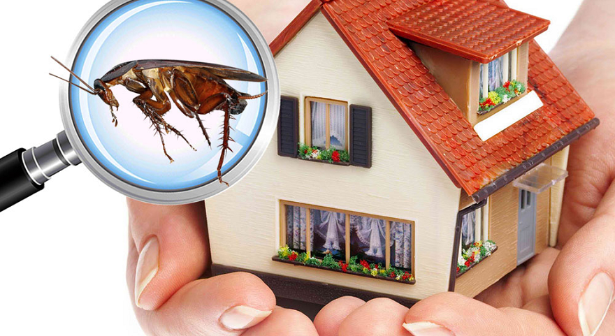 building and pest inspections