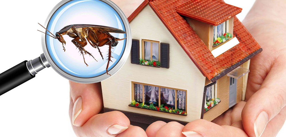 building and pest inspections