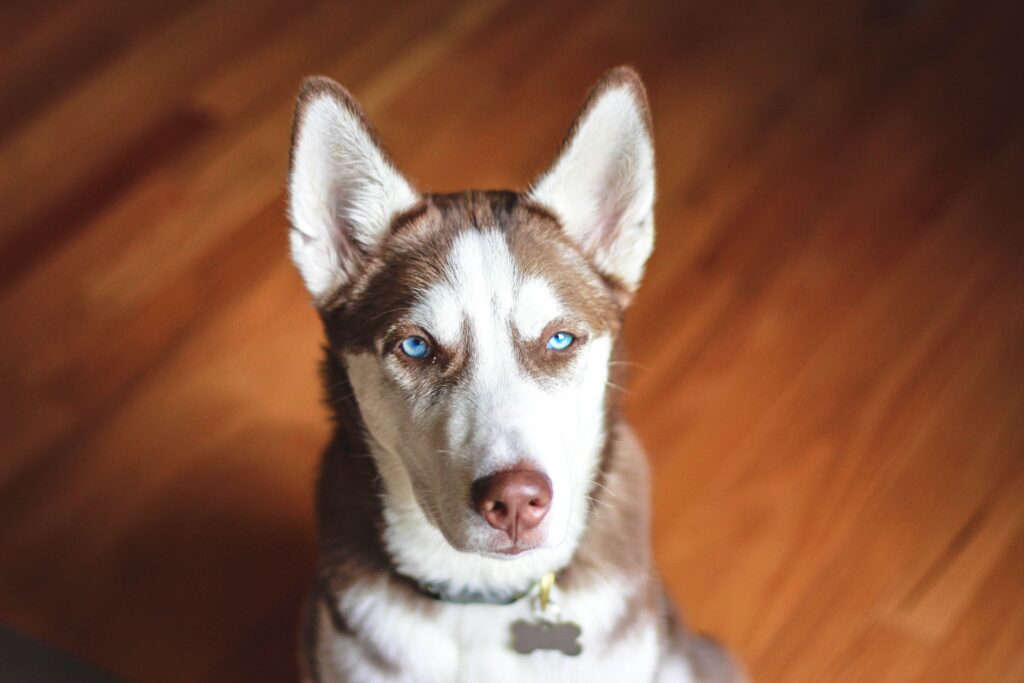 A Step-by-Step: Training 4 Month Old Husky