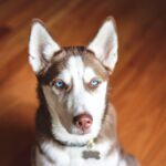 A Step-by-Step: Training 4 Month Old Husky