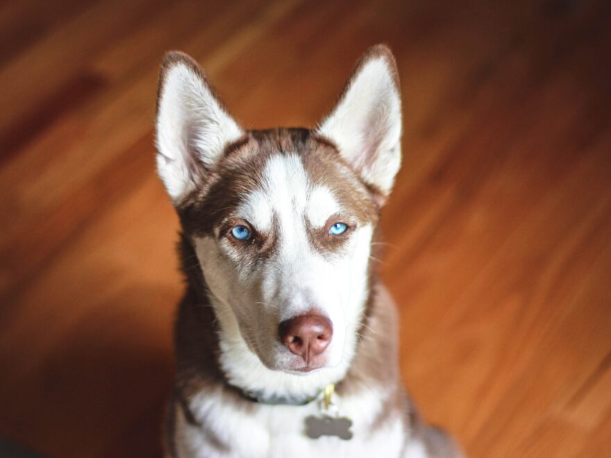 A Step-by-Step: Training 4 Month Old Husky