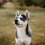 The Ultimate Guide: How to Care For 2 Month Old Your Husky