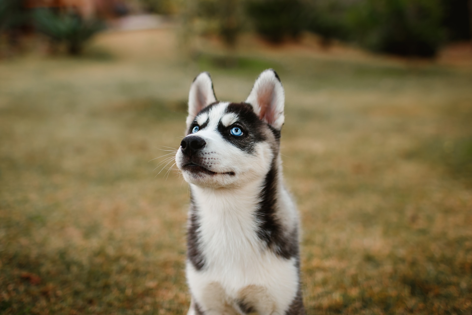 The Ultimate Guide: How to Care For 2 Month Old Your Husky