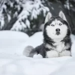 Common Causes Of Death In Huskies