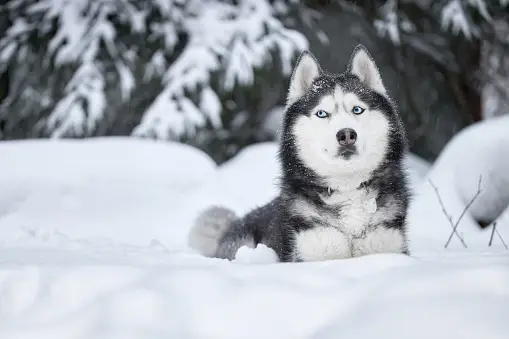 Common Causes Of Death In Huskies