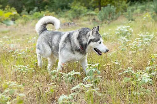 Husky Growth Bigger