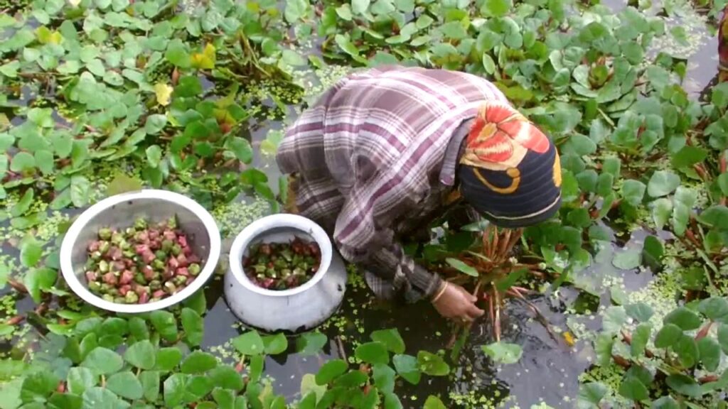 Chestnut Processing Plant Project