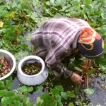 Chestnut Processing Plant Project