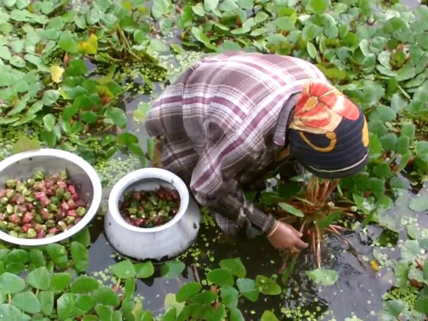 Chestnut Processing Plant Project