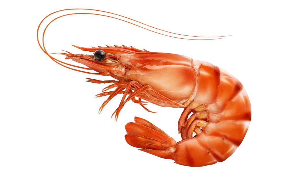 Shrimp Processing Plant Report 2023, Raw Materials Requirements, Manufacturing Process and Project Economics