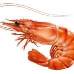 Shrimp Processing Plant Report 2023, Raw Materials Requirements, Manufacturing Process and Project Economics