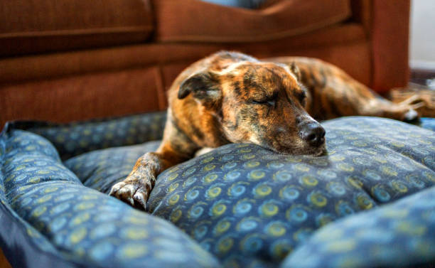 Cooling Bed For Dogs