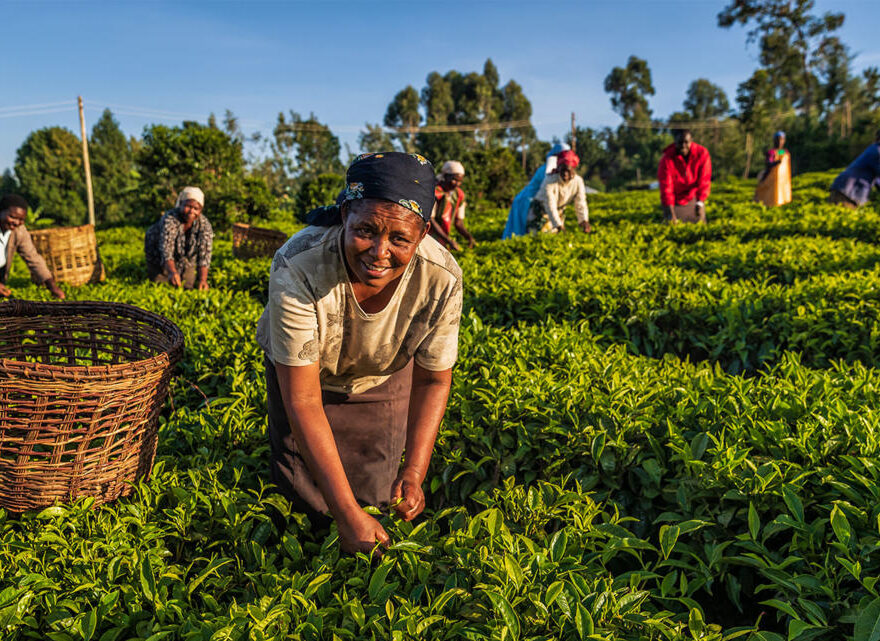 Agribusiness Market