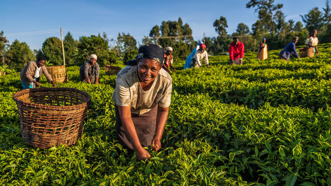 Agribusiness Market