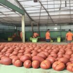 Mamey Sapote Processing Plant Project Report 2023, Revenue, Cost, Business Plan and Investment Opportunities