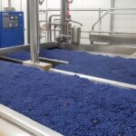 Maqui Berry Processing Plant Project Report 2023, Machinery, Investment Opportunities, Cost, Plant Setup and Revenue