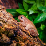 Reptile habitat