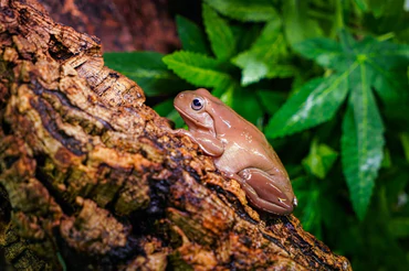 Reptile habitat