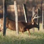 Illinois Deer Hunting