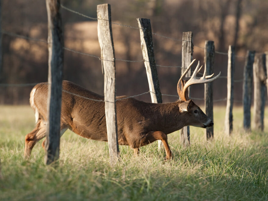 Illinois Deer Hunting