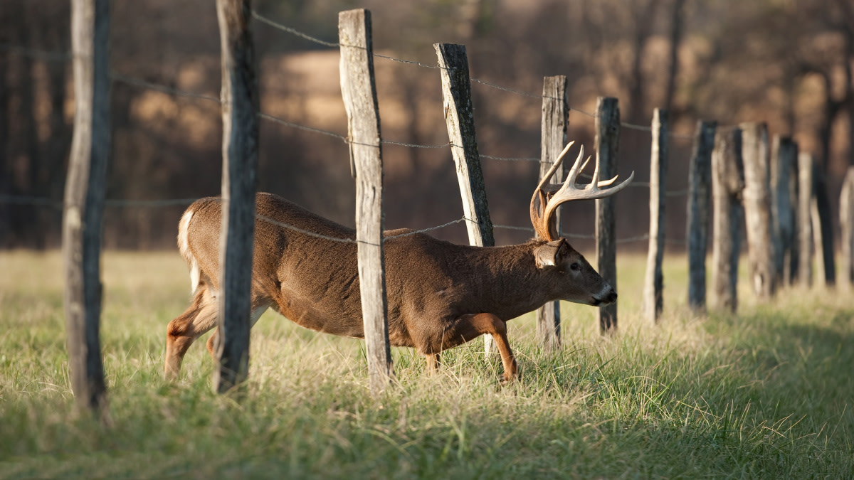 Illinois Deer Hunting