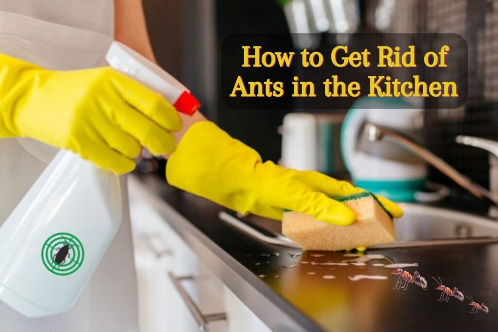 How to Get Rid of Ants in the Kitchen. Prevention and Control