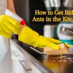 How to Get Rid of Ants in the Kitchen. Prevention and Control