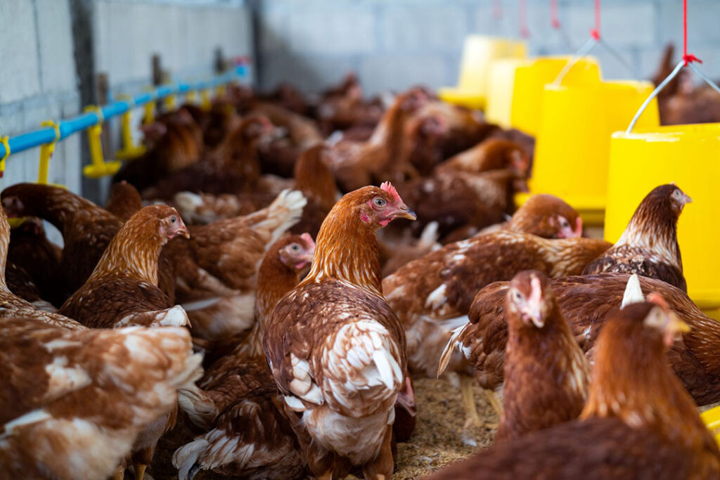 Indonesia Animal Feed Market Size, Share, Industry Growth, Forecast 2023-2028