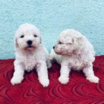 Bangalore’s Premier Source for Podal Puppies