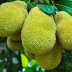 Unlocking the Potential of Jackfruit Cultivation in India