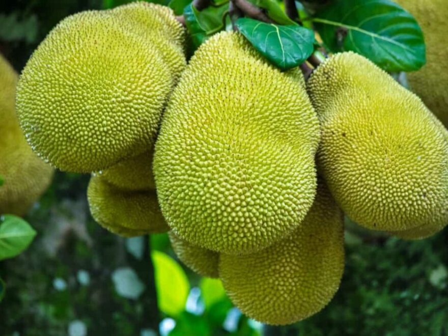 Unlocking the Potential of Jackfruit Cultivation in India