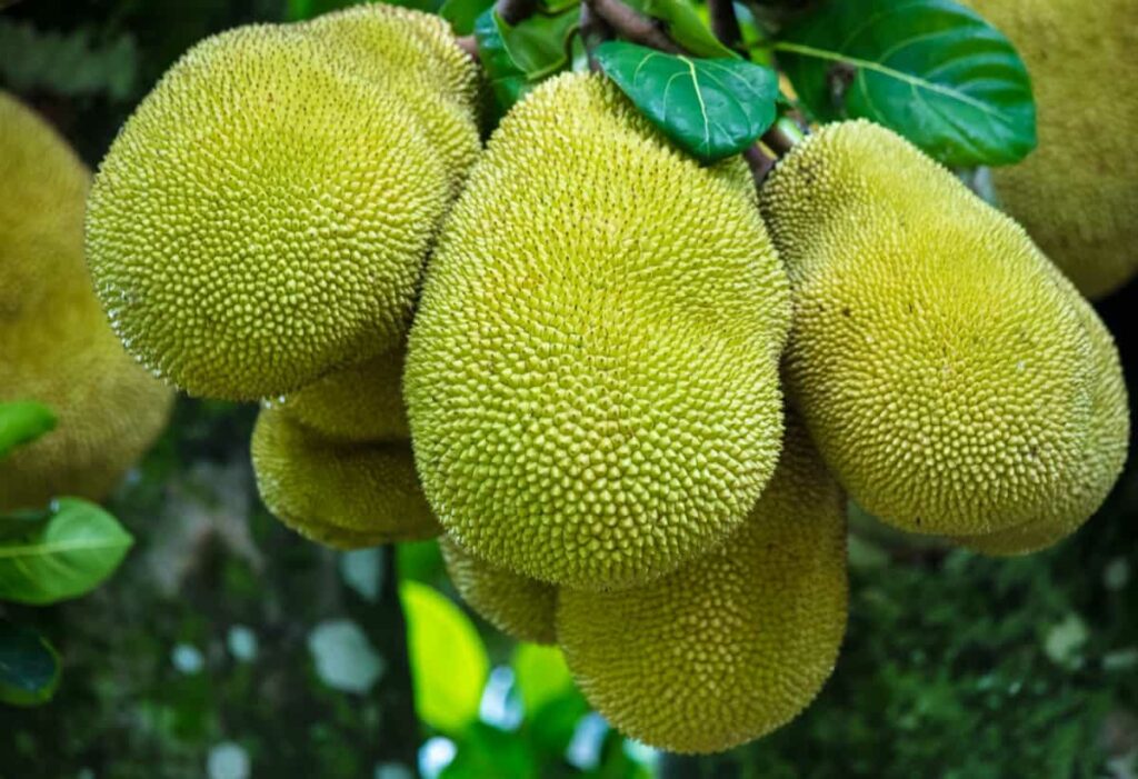 Unlocking the Potential of Jackfruit Cultivation in India