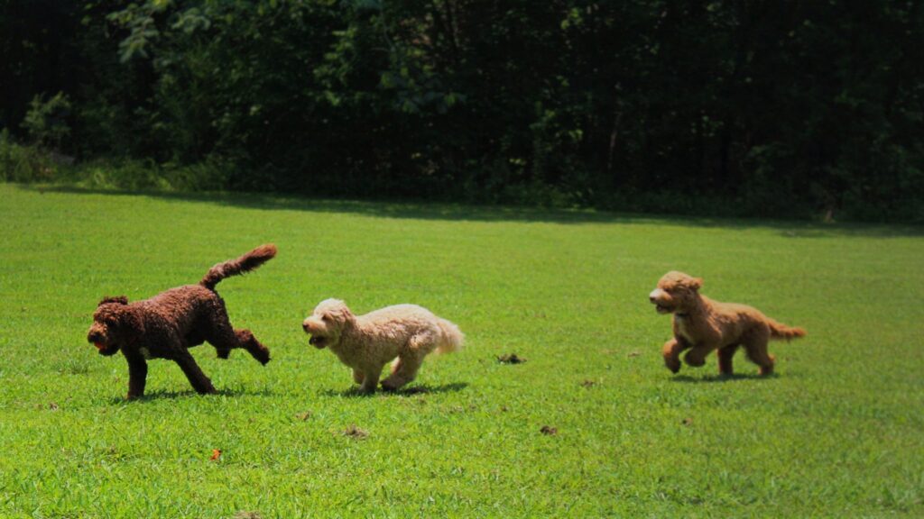 Want to Buy the Best Mini Labradoodle Puppies for Sale? Here is Your Guide!