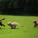 Want to Buy the Best Mini Labradoodle Puppies for Sale? Here is Your Guide!