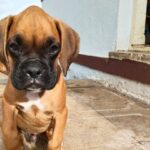 Get Your Boxer Puppy Fix in Bangalore