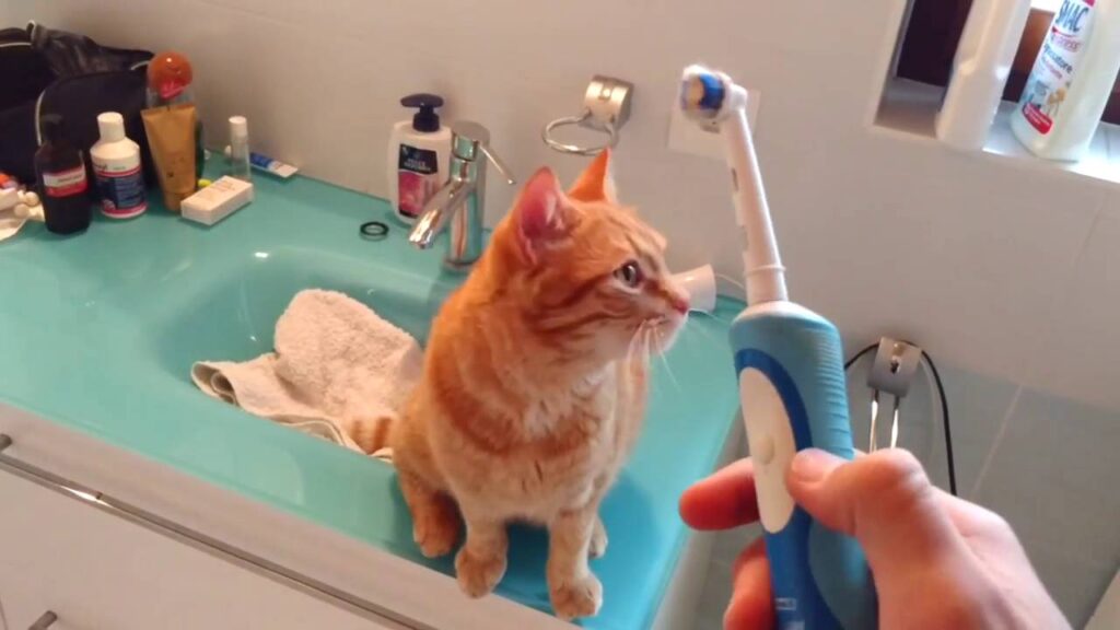 Playful Paws and Pearly Whites: Must-Have Dental Toys for Cats