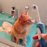 Playful Paws and Pearly Whites: Must-Have Dental Toys for Cats