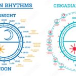 Understanding and Optimizing Your Circadian Rhythm: Better Health and Productivity