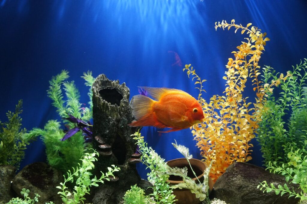 Transforming Homes with Planted Aquariums in New Jersey