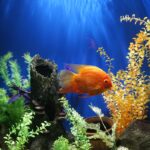 Transforming Homes with Planted Aquariums in New Jersey